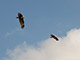 brahminy kite in flight