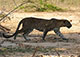 Leopard Yala National Park