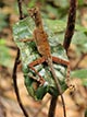 sinharaja rainforest endemic species