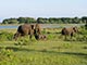 elephants Yala National Park