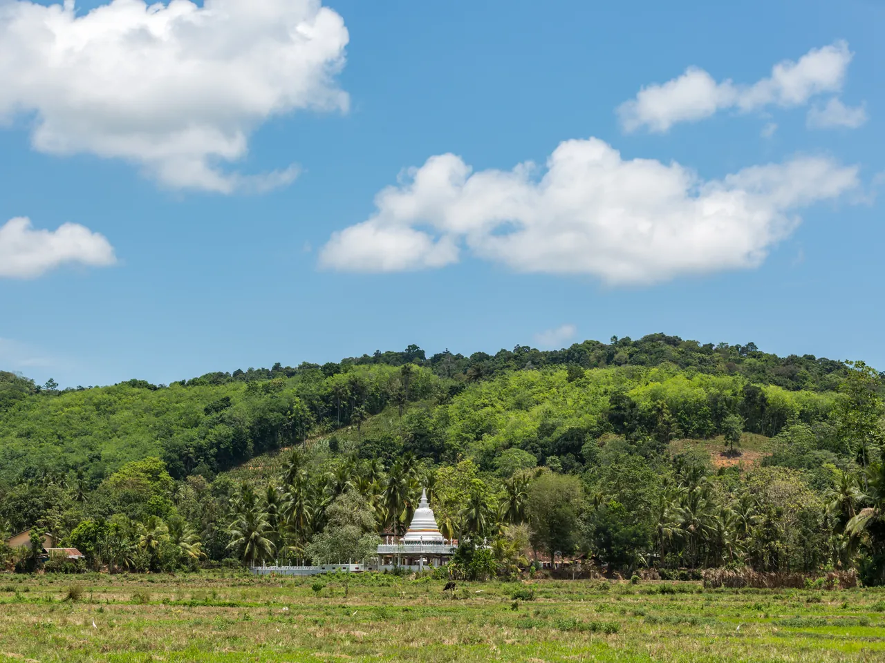 A white Buddha stupa among palm trees, set against a backdrop of green hills and rice fields in Sri Lanka.