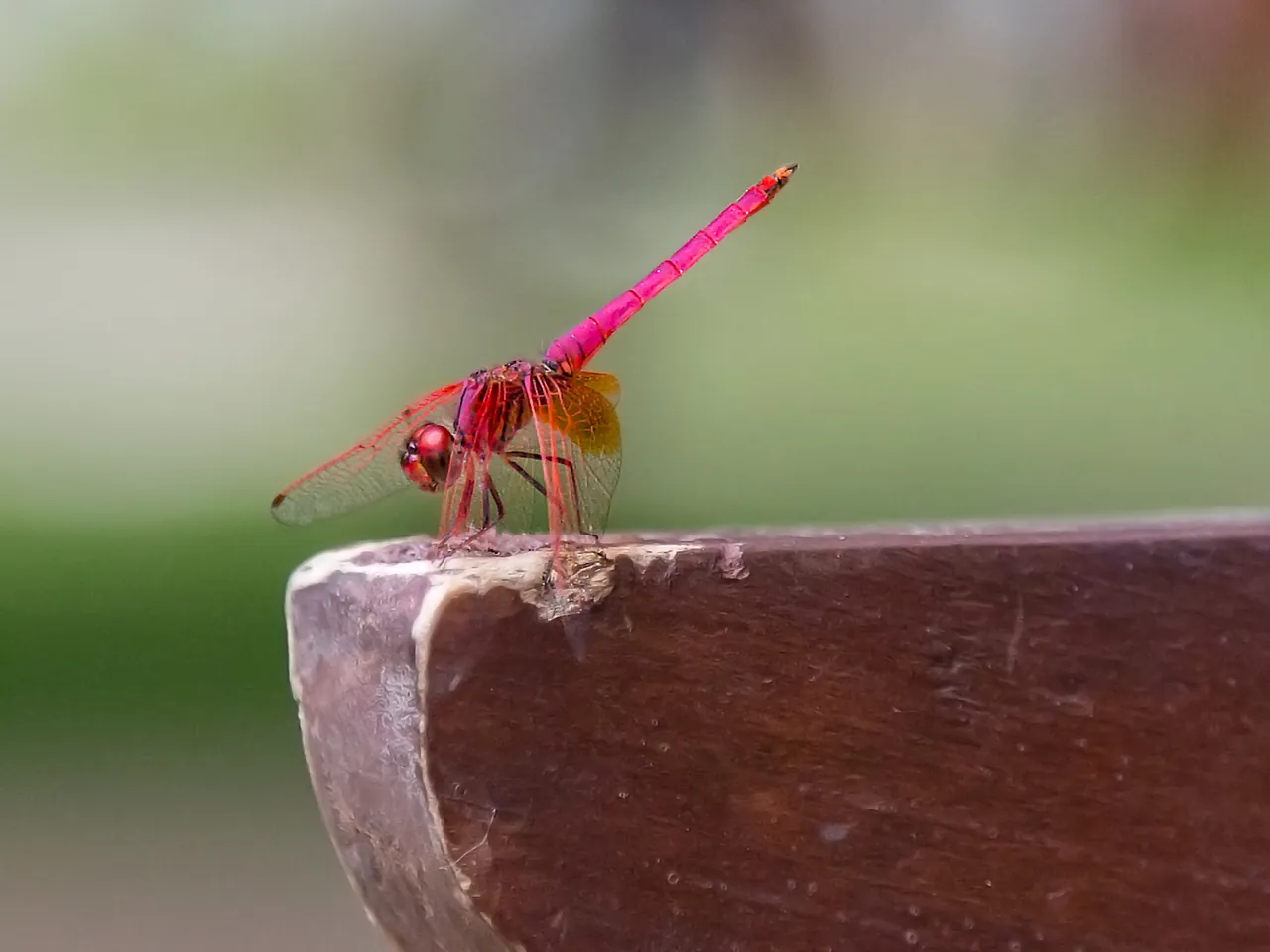 A bright pink dragonfly perched on the edge of a piece of wood; close-up photo from Sri Lanka.