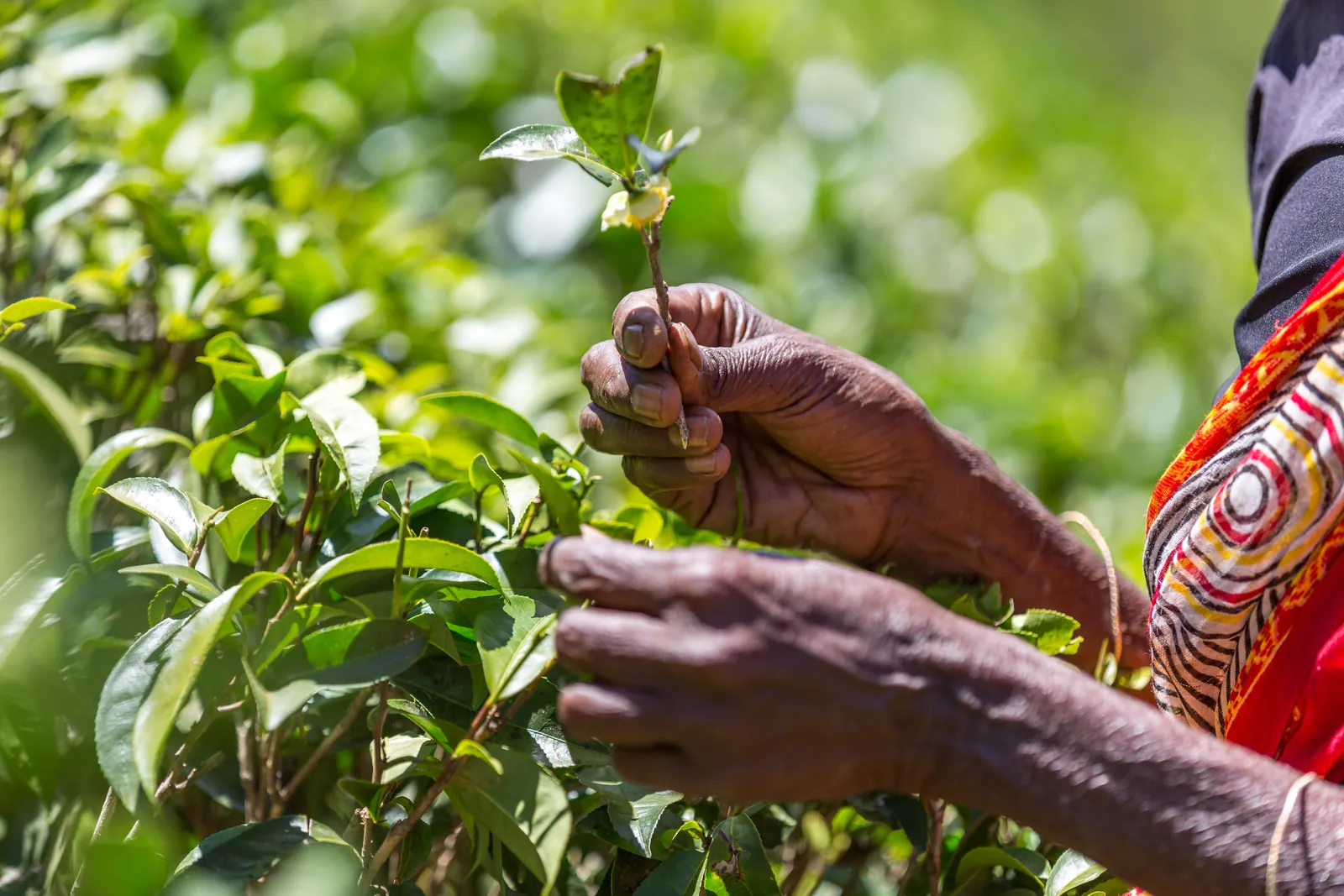 Tea pickers working in a plantation near Nuwara Eliya