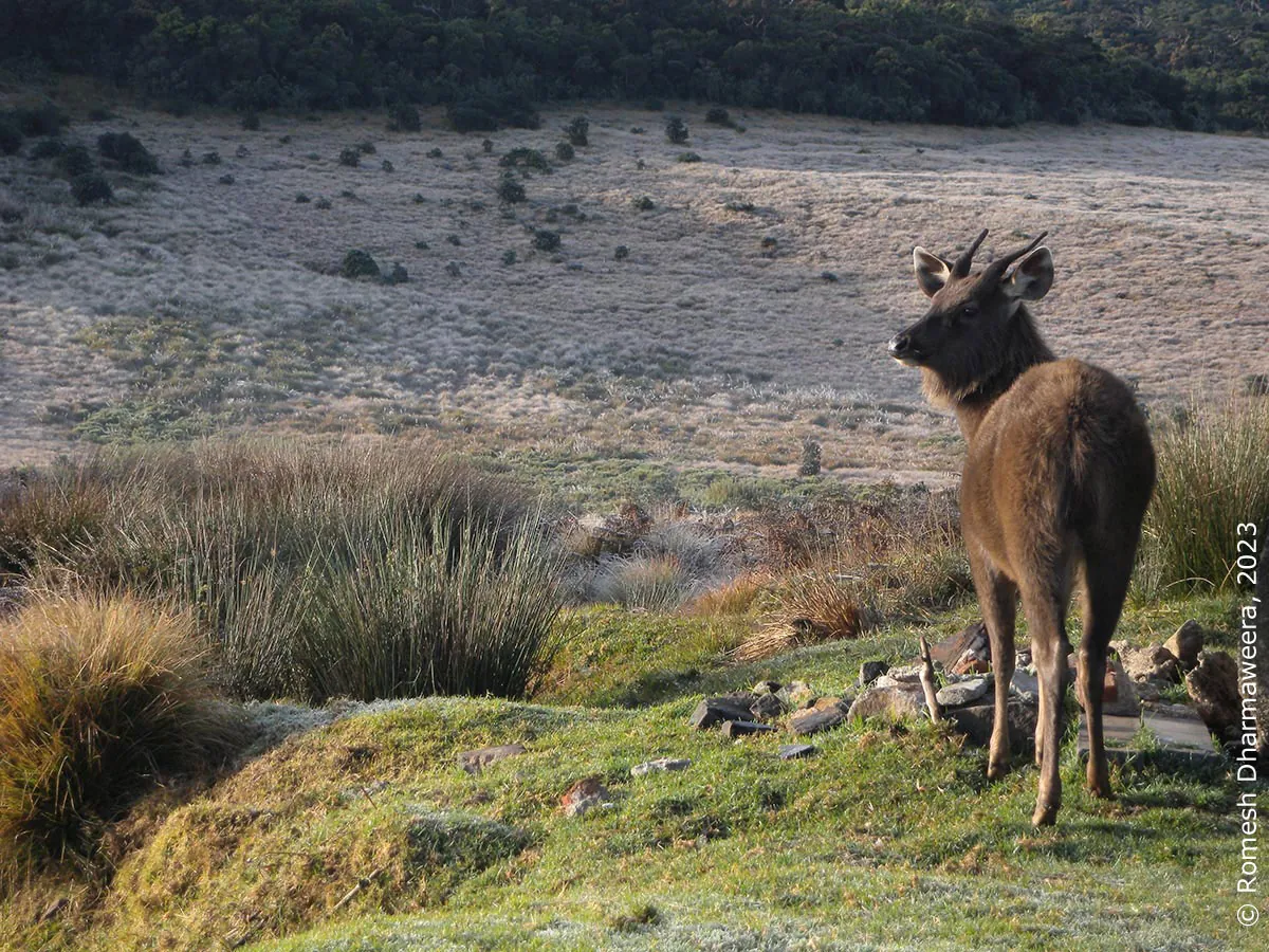 Sambar deer in Horton Plains National Park