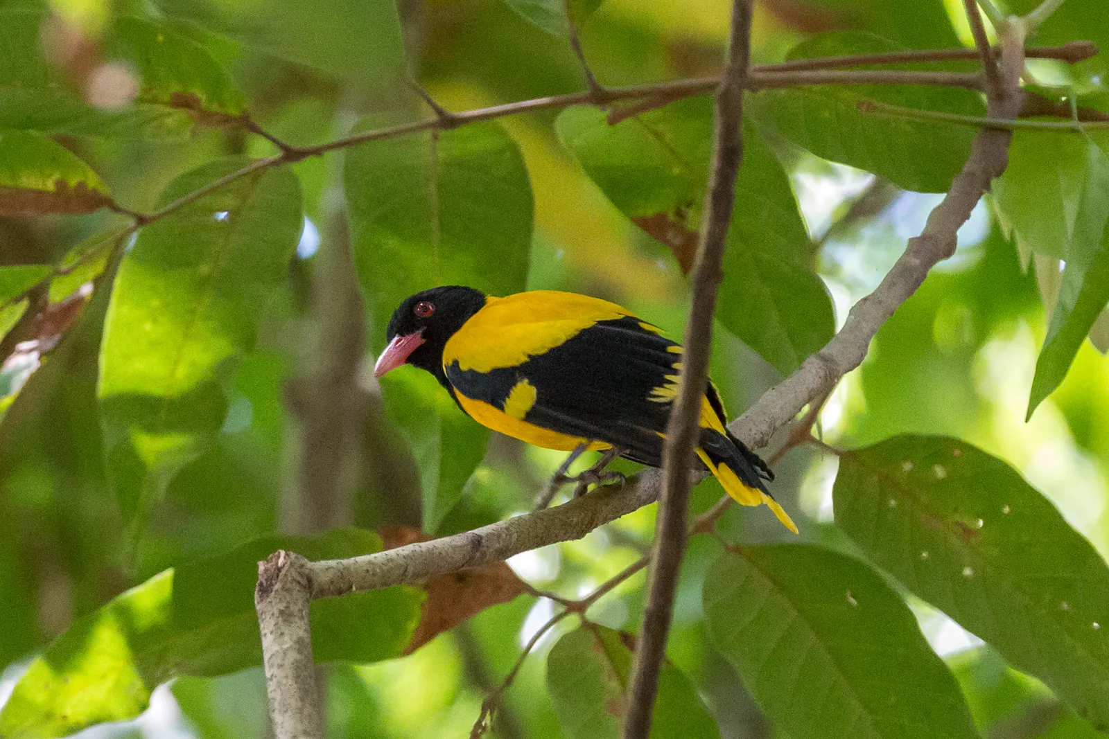 Open coastal landscape and birdlife around Mannar