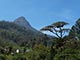 adamspeak
