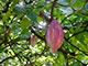 cacao