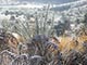 horton plains hoarfrost