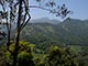 mountains_eucalyptus