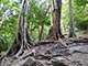ritigala forest