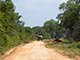 ritigala monestry road with elephant