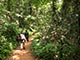 sinharaja_rainforest