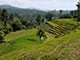 Paddyfields
