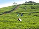 Teaplantation