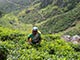 Tea picking