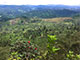 trekking_rododendron
