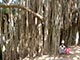 trincomalee women sitting under a huge ancient tree